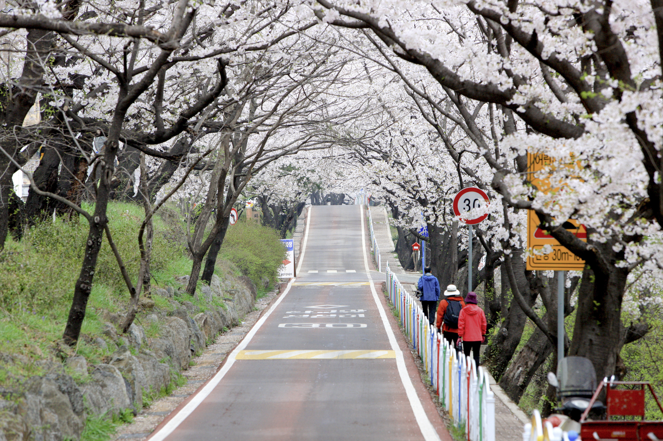 [KTX] 하동십리벚꽃길 & 남원 봄맞이 기차여행 (당일)