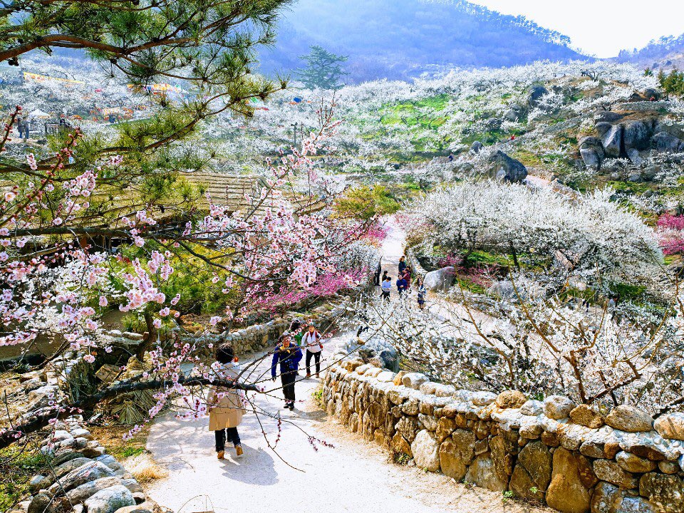 [KTX] 광양 매화꽃 / 하동십리벚꽃길 & 남원 봄맞이 기차여행 (당일)