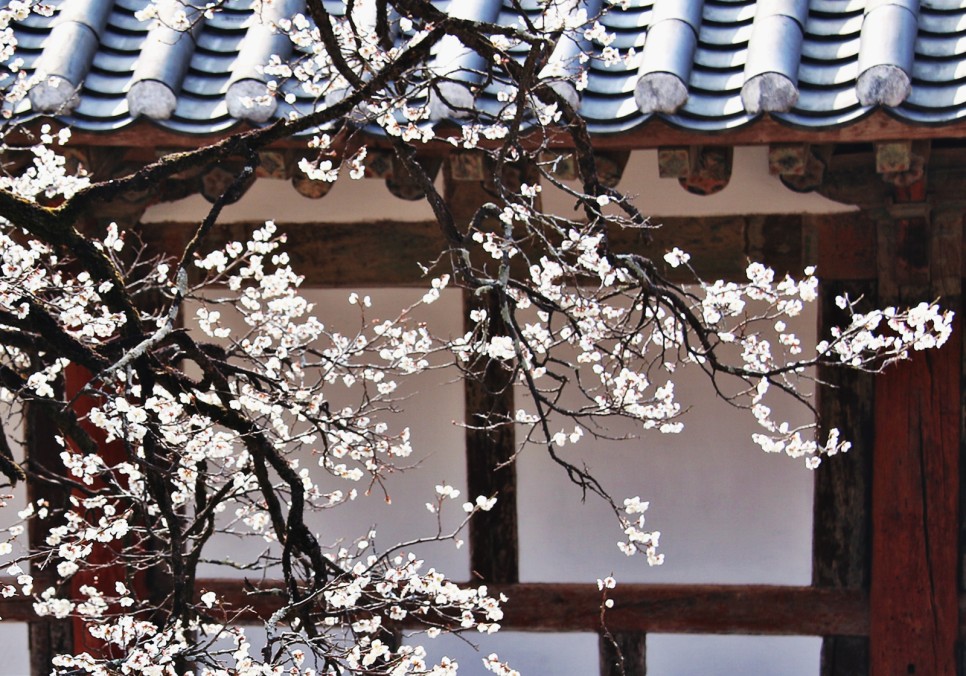 [KTX] 순천 선암사 홍매화 & 겹벚꽃 & 순천만 생태공원 하루 기차여행 (당일)