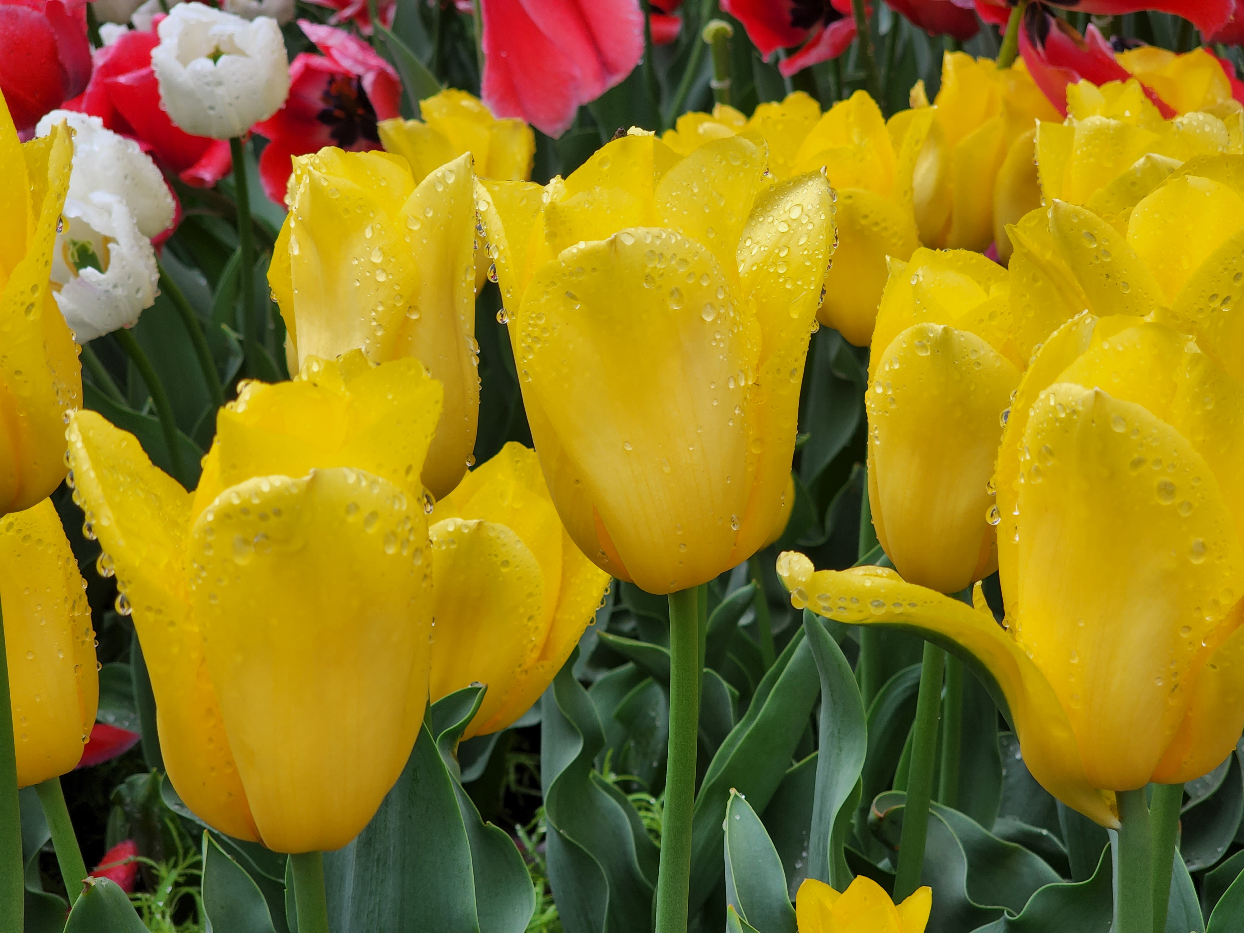 [새마을호] 수덕사 & 태안 세계튤립꽃박람회 + 꽃지해변 기차여행 (당일)