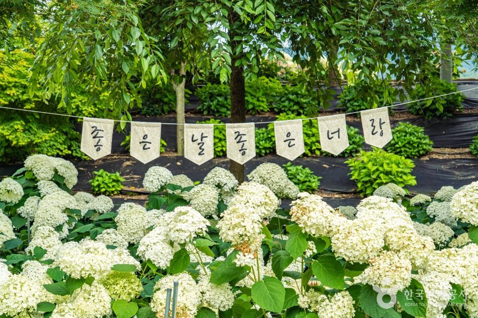 [팔도장터열차] 솜사탕처럼 피어난 수국꽃 & 공주 계룡산 + 공산성 (당일)